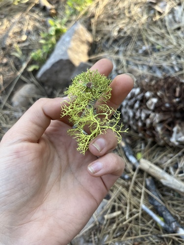 iNaturalist observation photo of Wolf Lichens