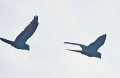 Orthopsittaca manilatus