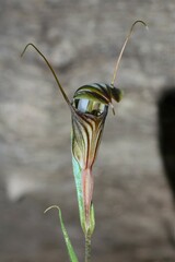 Pterostylis dolichochila