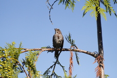 Melospiza melodia morphna