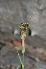 Pterostylis dolichochila