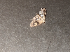 Elophila faulalis