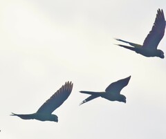 Orthopsittaca manilatus