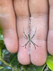 Argiope aurantia