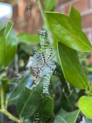 Argiope aurantia