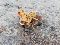 Pezotmethis tartarus