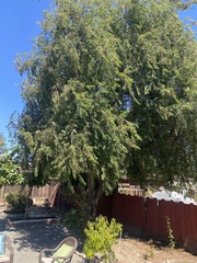 Prunus serotina salicifolia