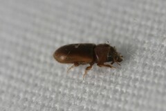 Tropicus pusillus