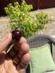 Prunus serotina salicifolia