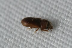 Tropicus pusillus