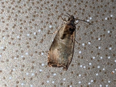 Olethreutes punctanum