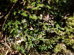 Selaginella wallacei image