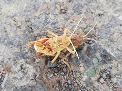 Pezotmethis tartarus