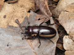 Prosopocoilus torresensis