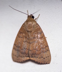 Maurilia