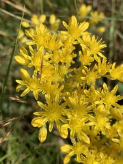 Petrosedum forsterianum