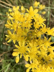 Petrosedum forsterianum