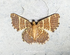 Hastina pluristrigata