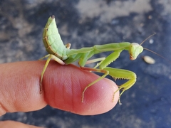 Hierodula tenuidentata