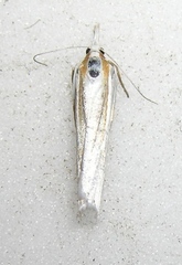 Crambus girardellus