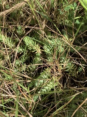 Petrosedum forsterianum