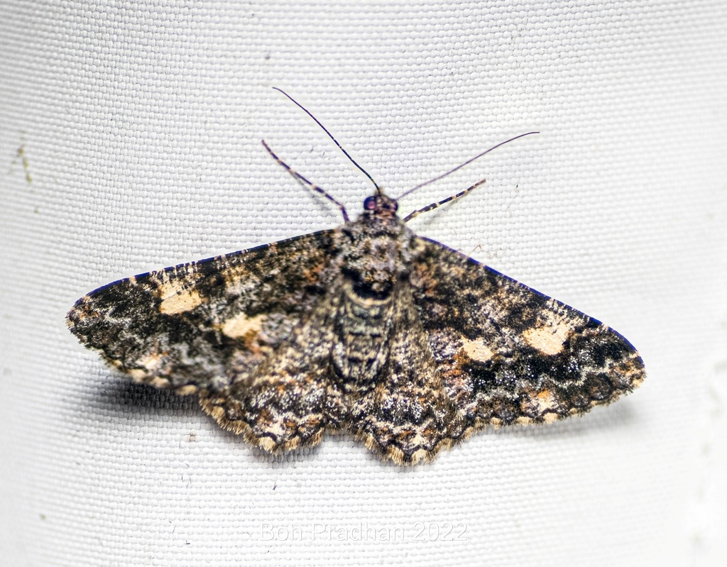 Alcis variegata