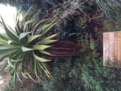 Cordyline indivisa