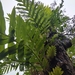 Oakleaf Fern - Photo (c) Utain Pummarin, some rights reserved (CC BY-NC), uploaded by Utain Pummarin