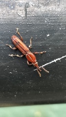 Trachelizus bisulcatus