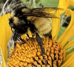 Bombus bifarius