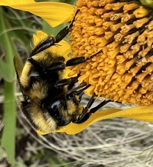 Bombus bifarius