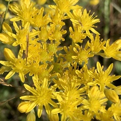 Petrosedum forsterianum