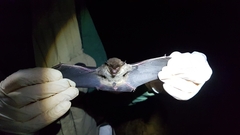 Eptesicus furinalis