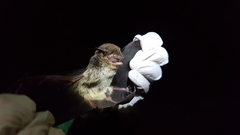 Eptesicus furinalis