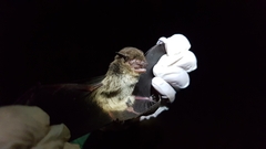Eptesicus furinalis