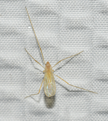 Erioptera