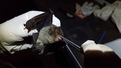 Eptesicus furinalis