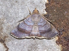 Clapra asthenoides