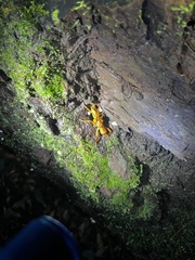 Melanonotus powellorum