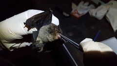 Eptesicus furinalis