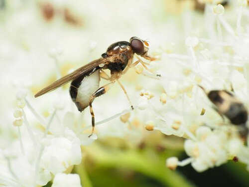 Sphegina keeniana