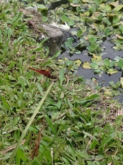 Urothemis signata yiei