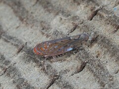 Osbornellus rotundus