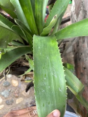 Aechmea bracteata