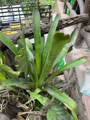 Aechmea bracteata