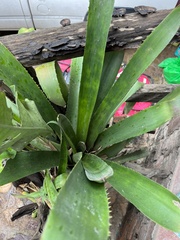 Aechmea bracteata