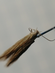 Coleophora trochilella