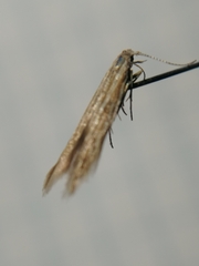 Coleophora trochilella