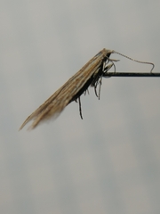 Coleophora trochilella