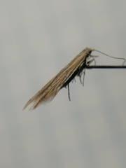 Coleophora trochilella